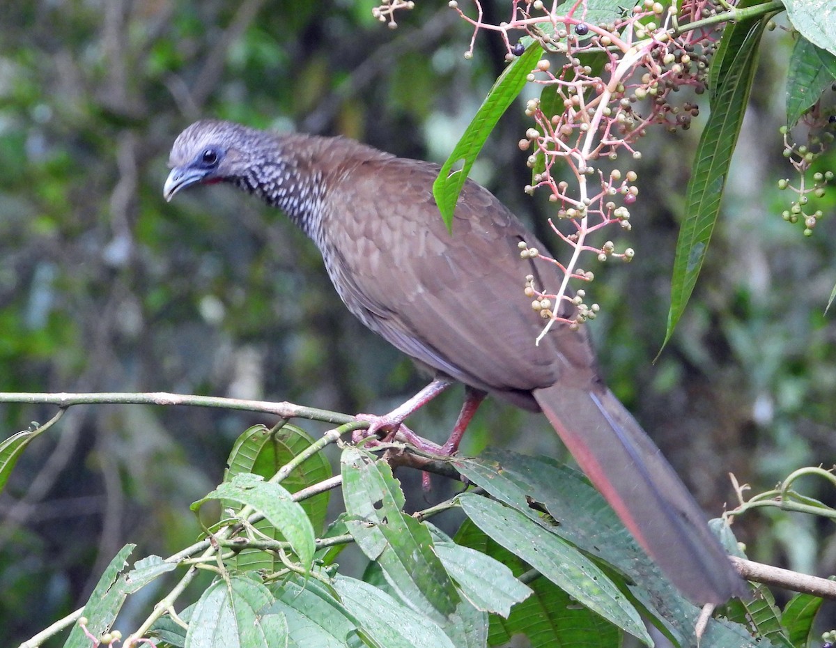 Speckled Chachalaca - ML641430585