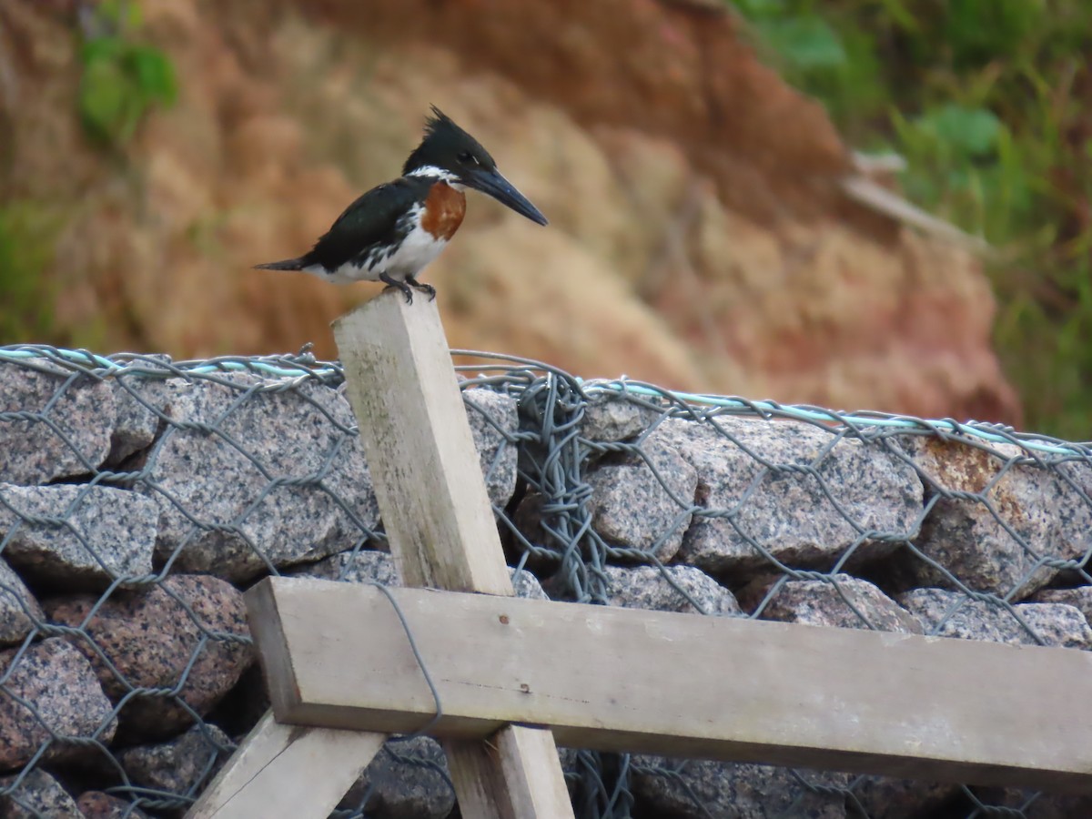 Amazon Kingfisher - ML641430586