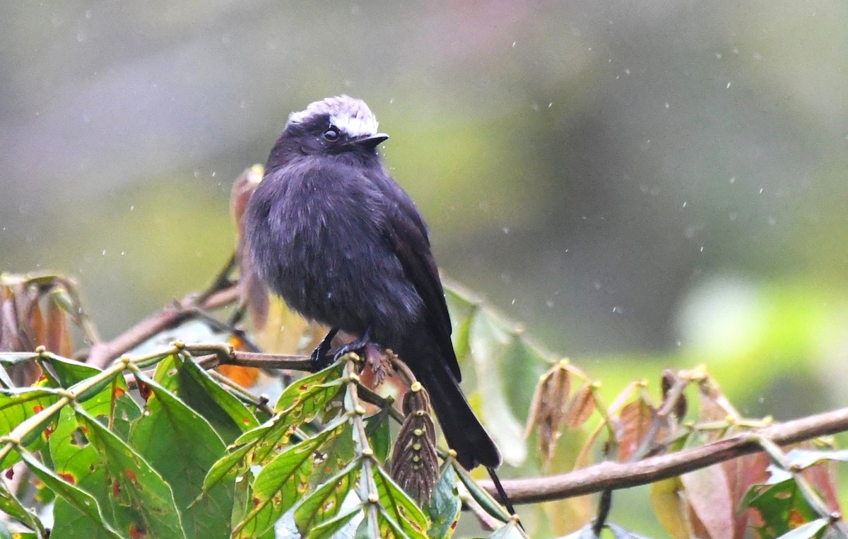 Long-tailed Tyrant - ML641430589