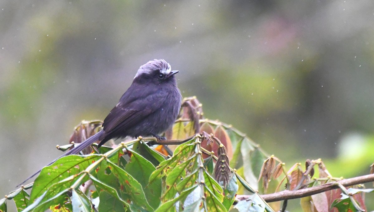 Long-tailed Tyrant - ML641430590