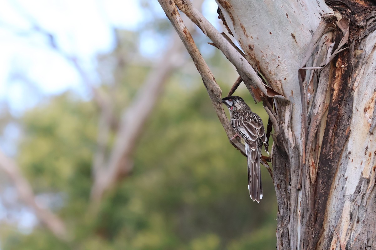 Red Wattlebird - ML641430591
