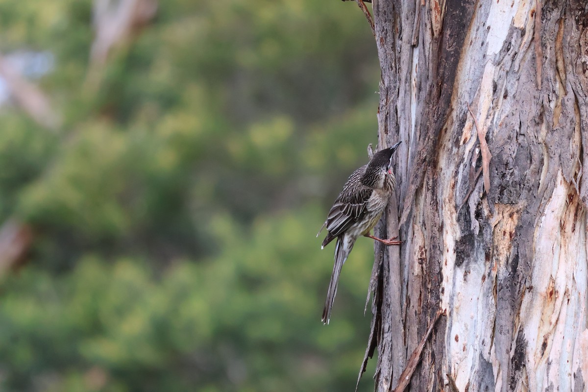 Red Wattlebird - ML641430592