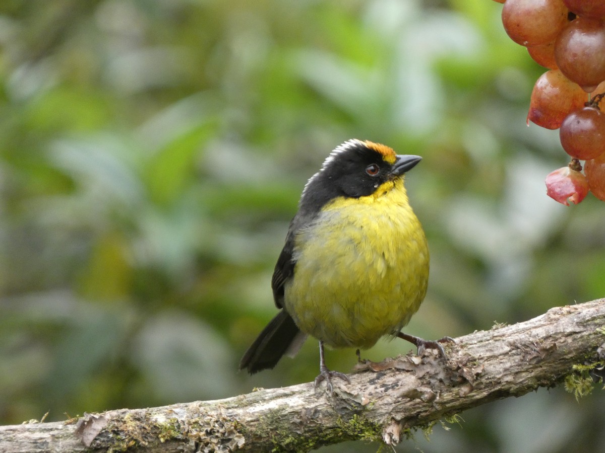 bleknakkekjerrspurv - ML641430600