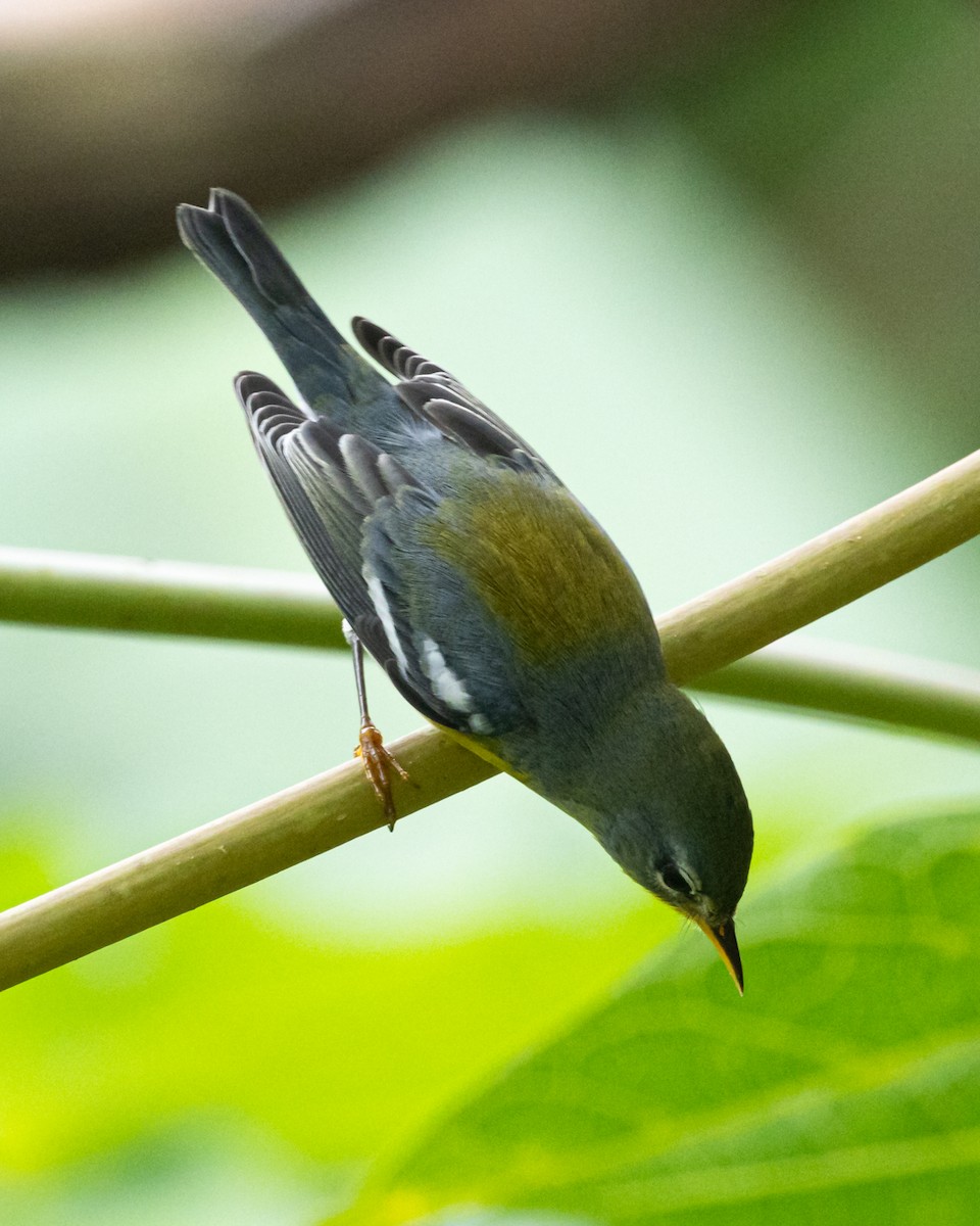 stryparula - ML641430604