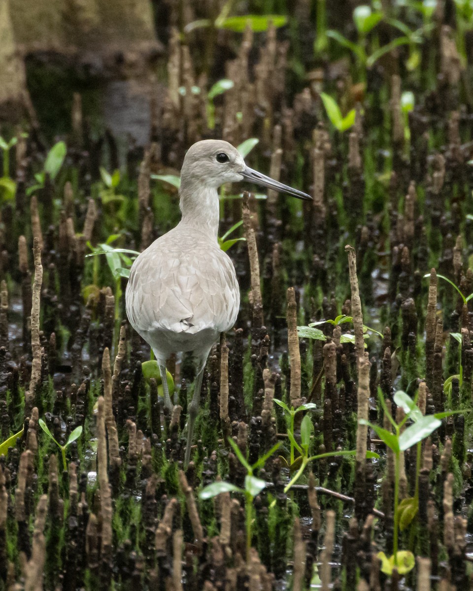 willetsnipe - ML641430605