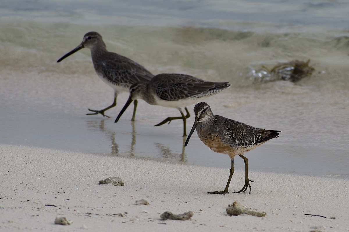kortnebbekkasinsnipe - ML641430625