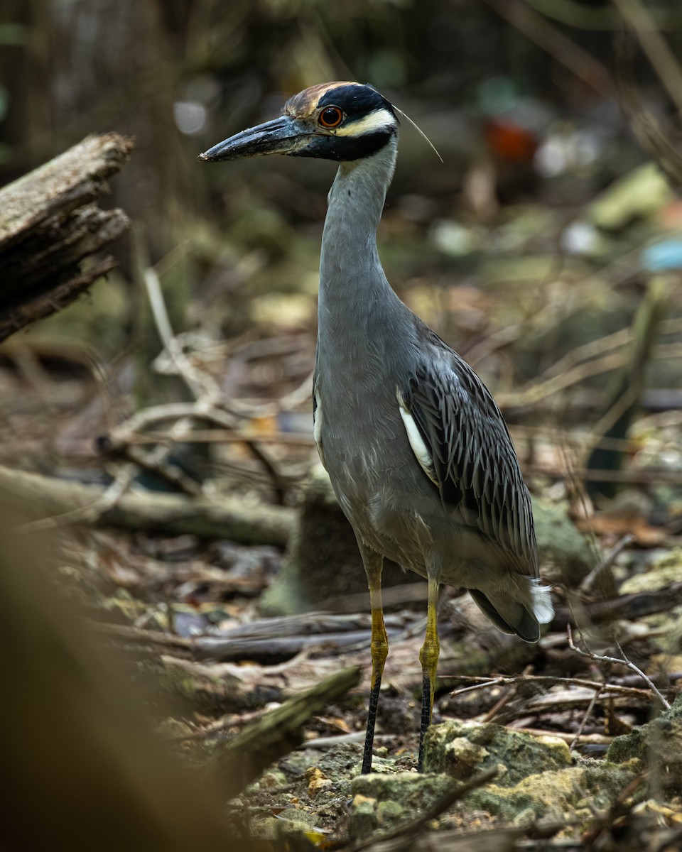 Krabbenreiher - ML641430635