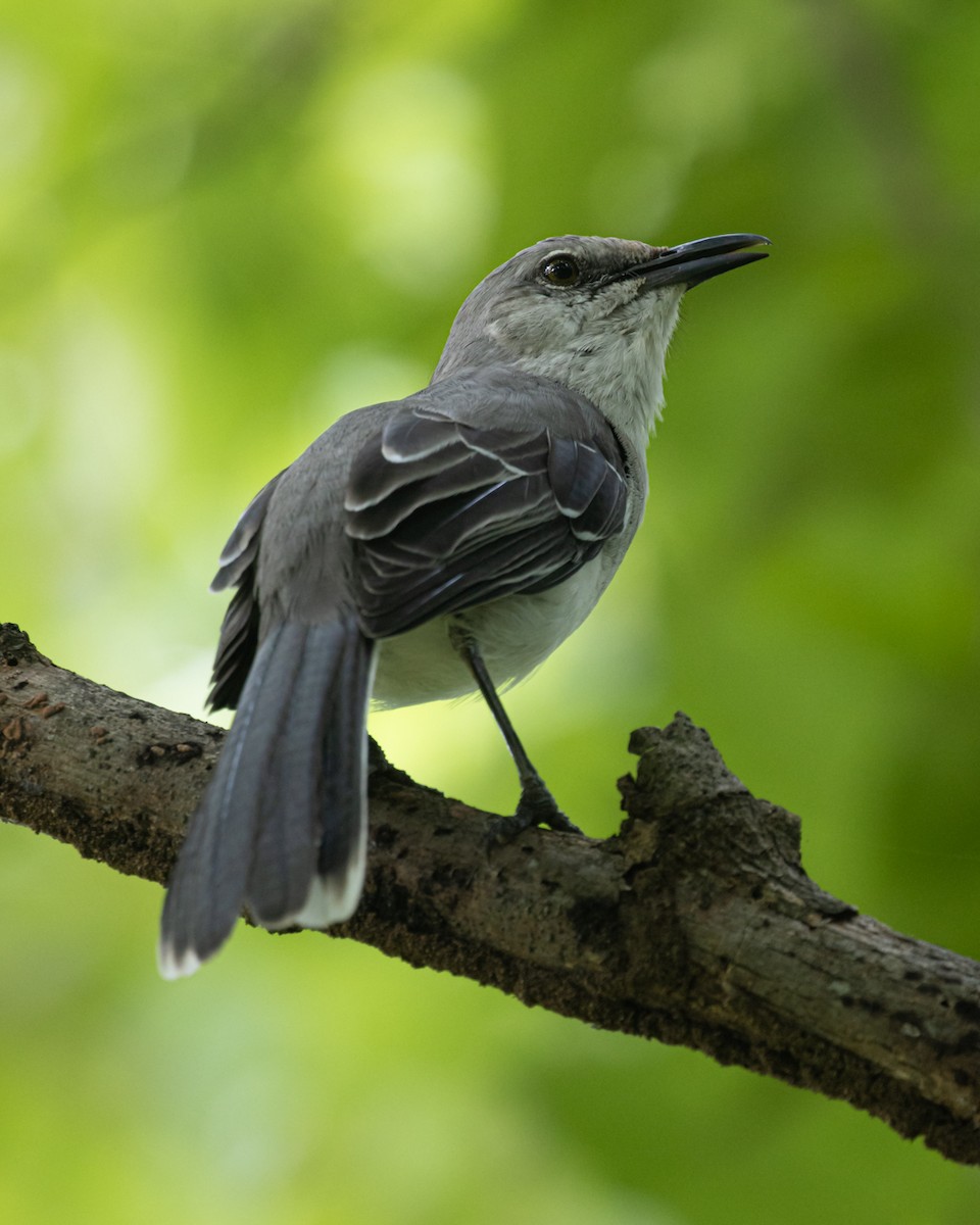 Tropical Mockingbird (San Andres) - ML641430638