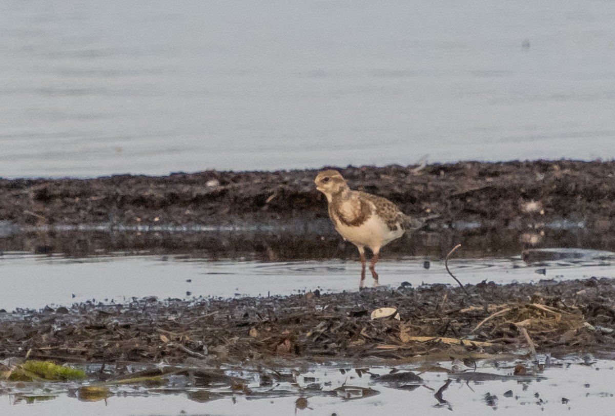 Ruddy Turnstone - ML641430642