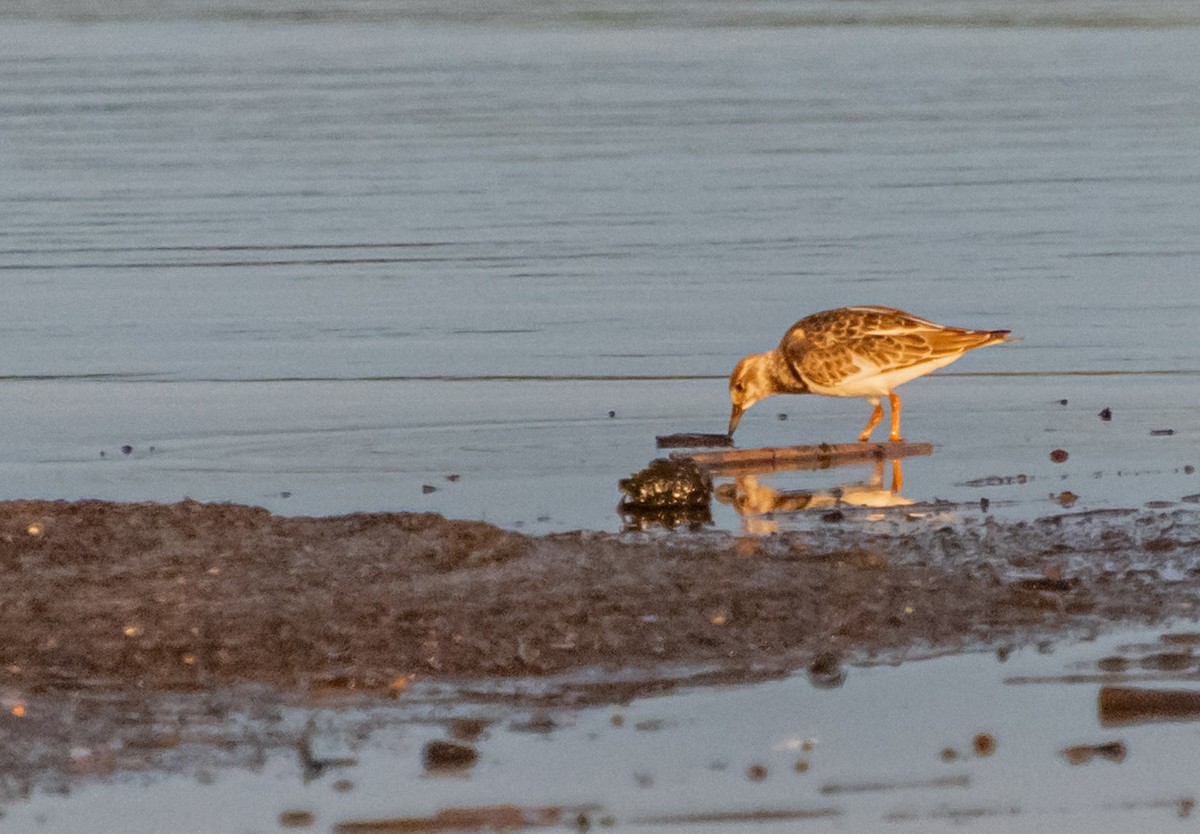 Ruddy Turnstone - ML641430643