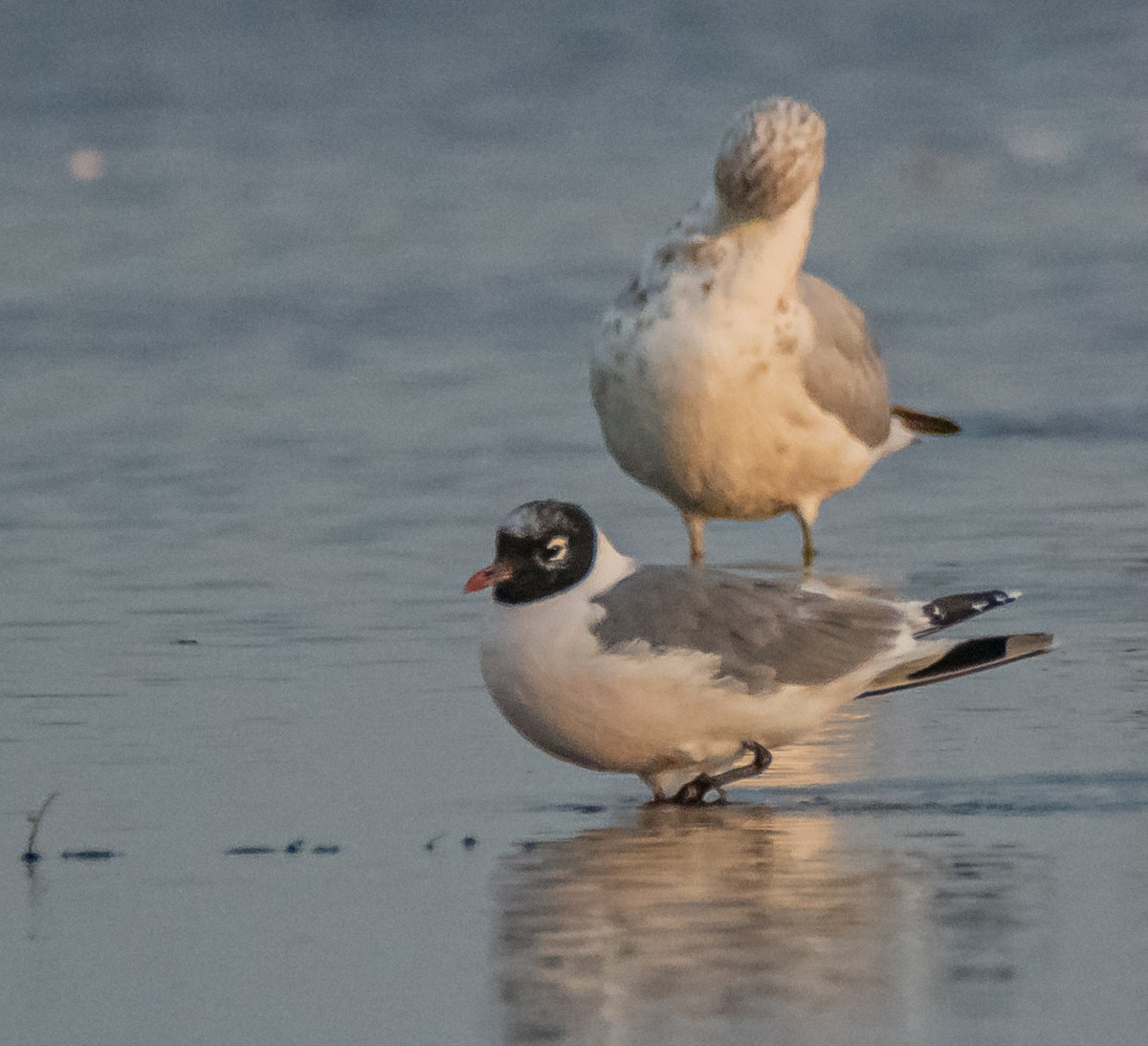 Franklin's Gull - ML641430644