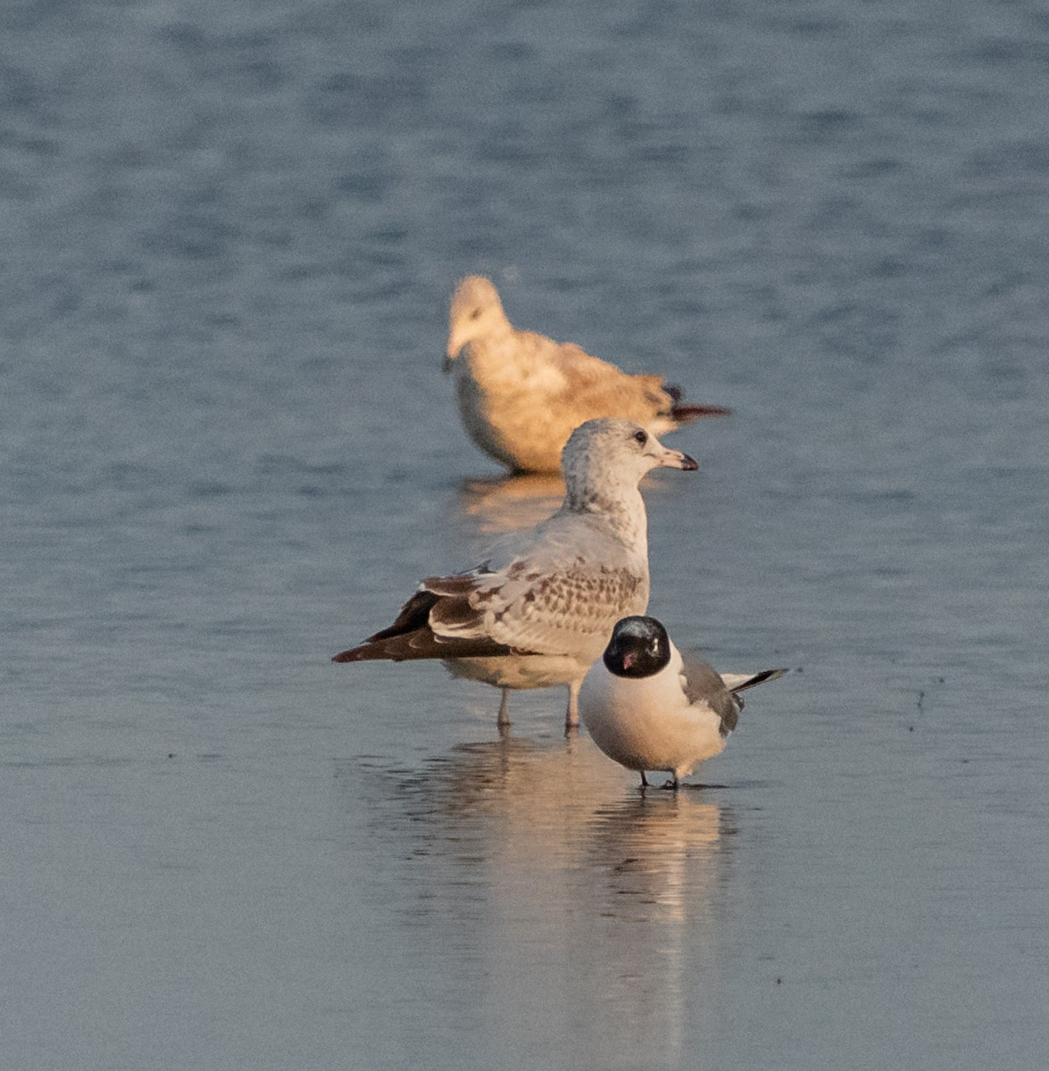 Franklin's Gull - ML641430645