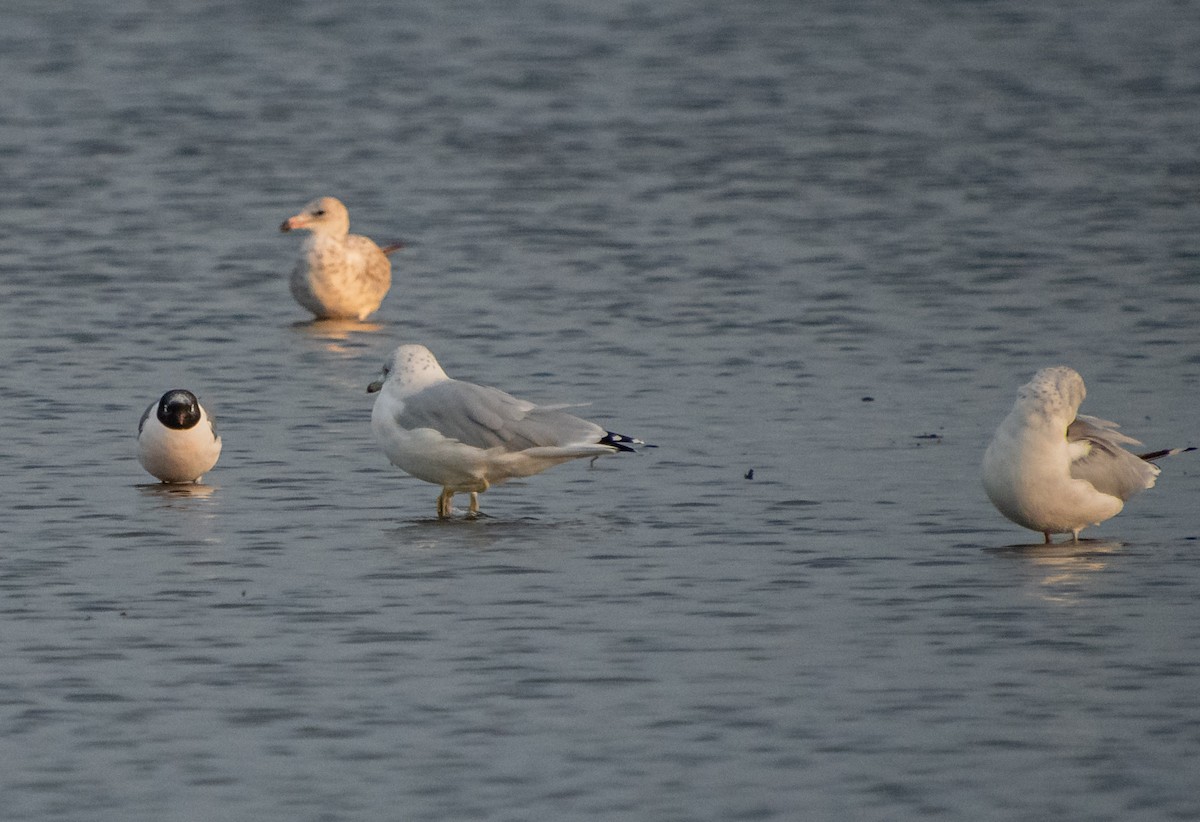 Franklin's Gull - ML641430646