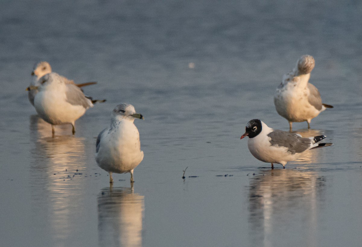 Franklin's Gull - ML641430647