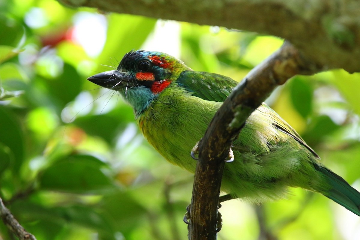 Blue-eared Barbet - ML641430654