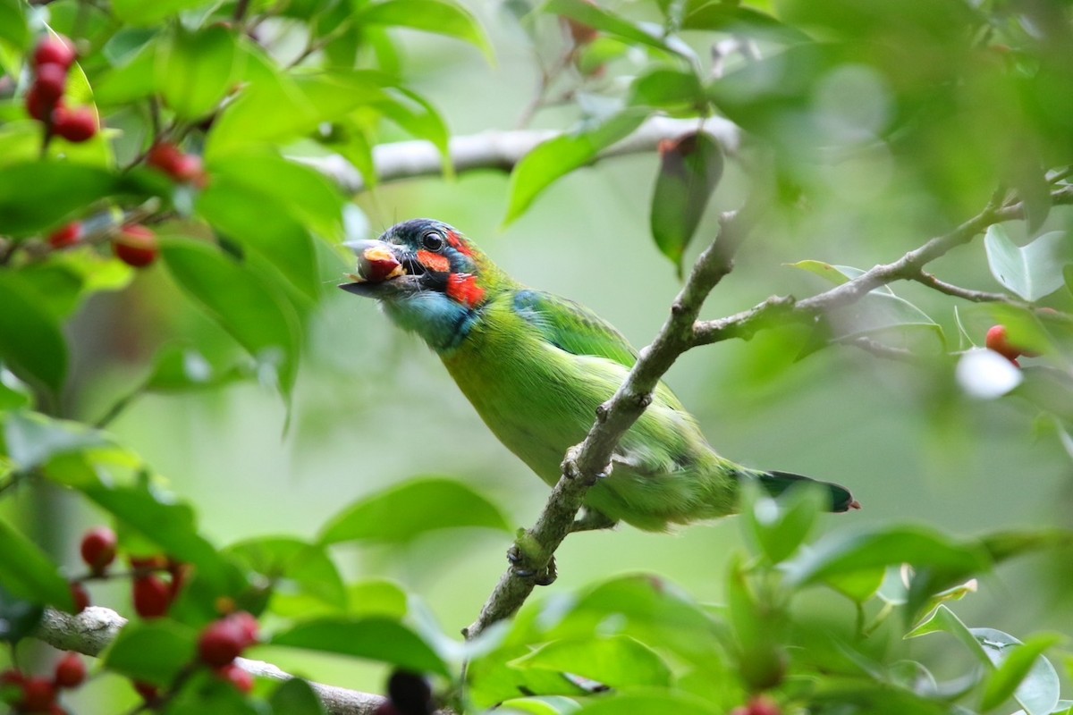 Blue-eared Barbet - ML641430655