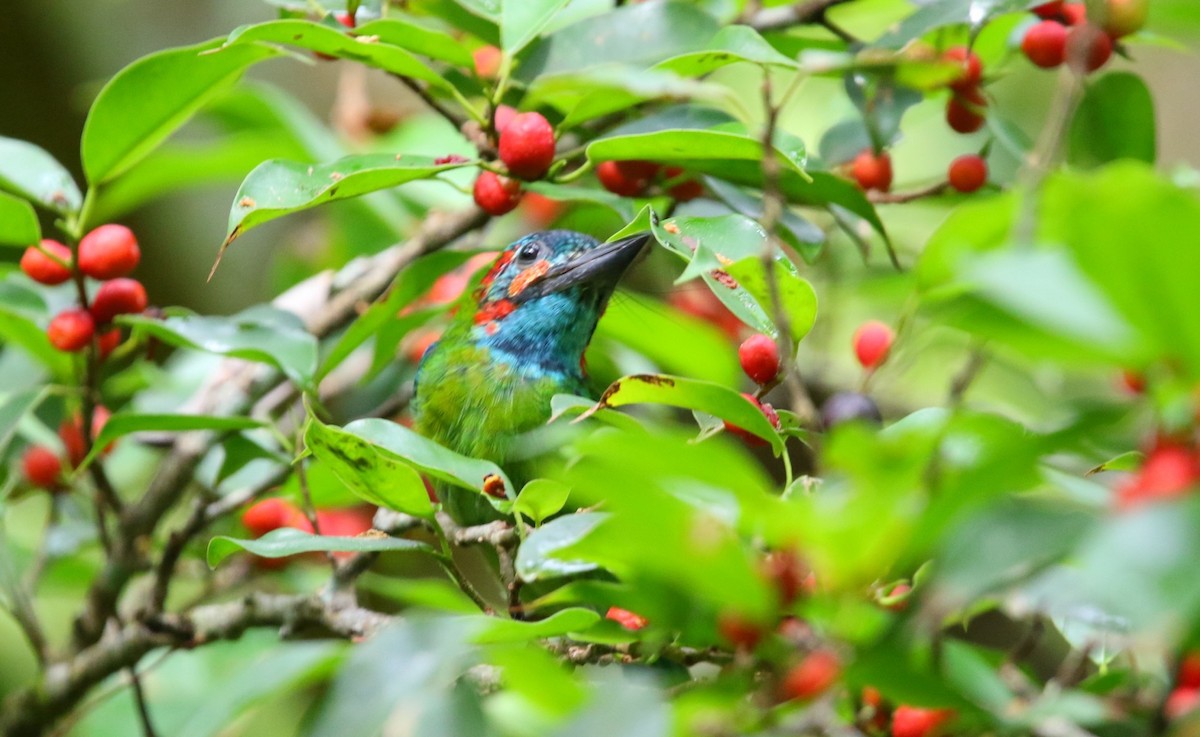 Blue-eared Barbet - ML641430656