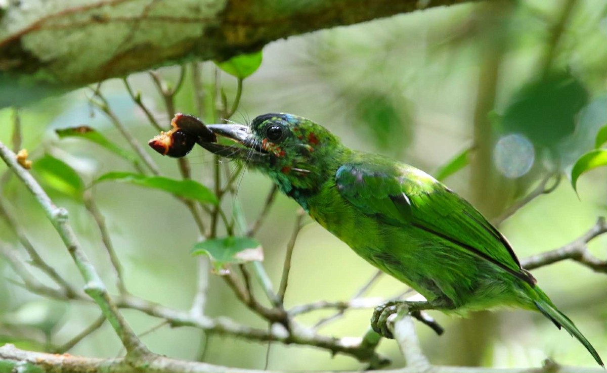 Blue-eared Barbet - ML641430657