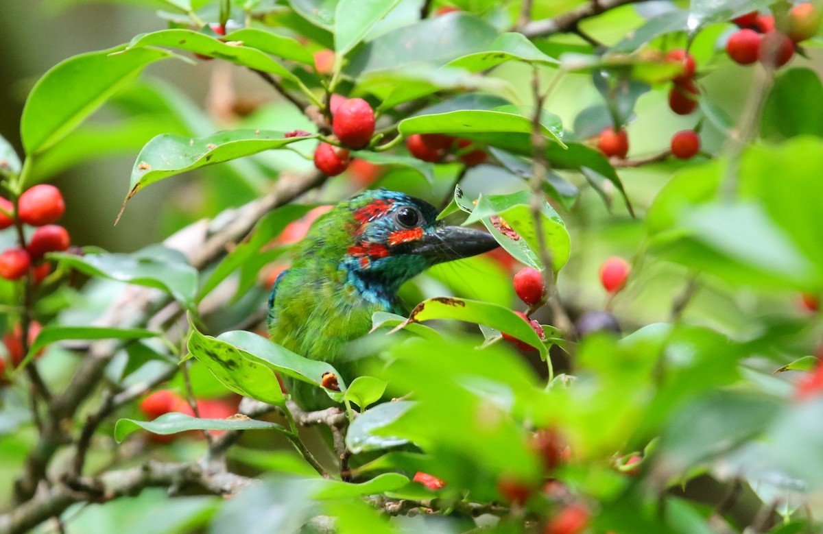 Blue-eared Barbet - ML641430658