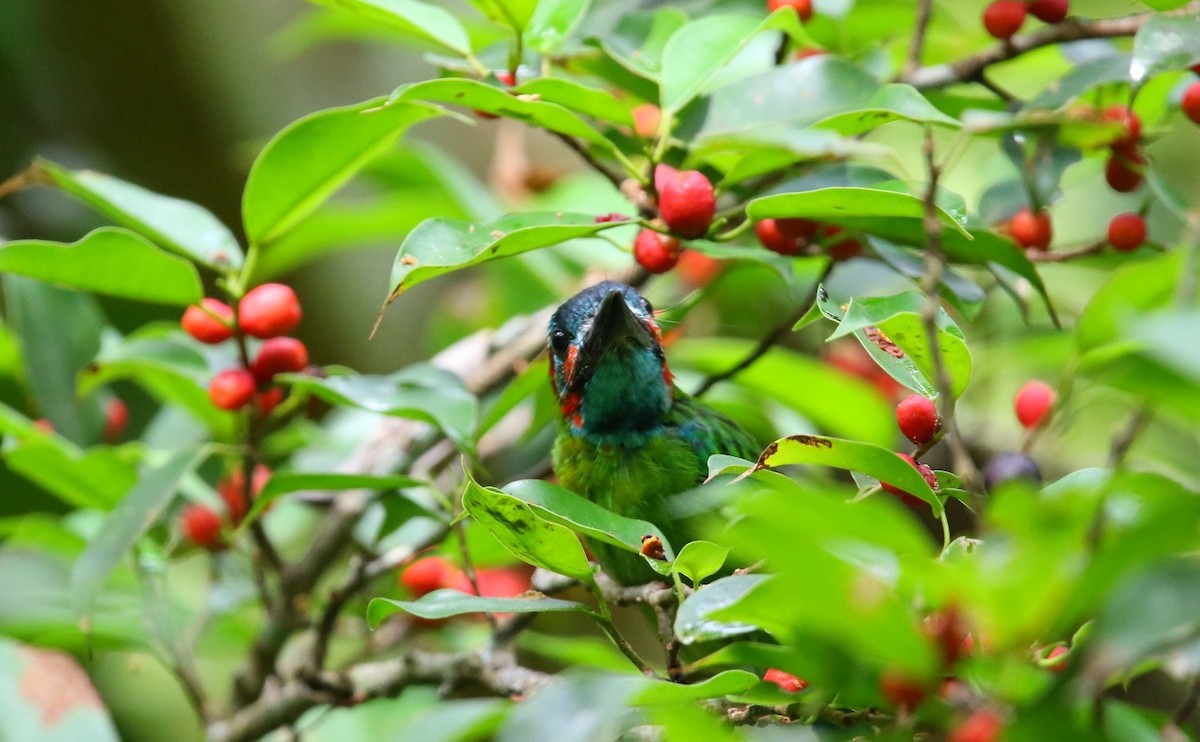 Blue-eared Barbet - ML641430659