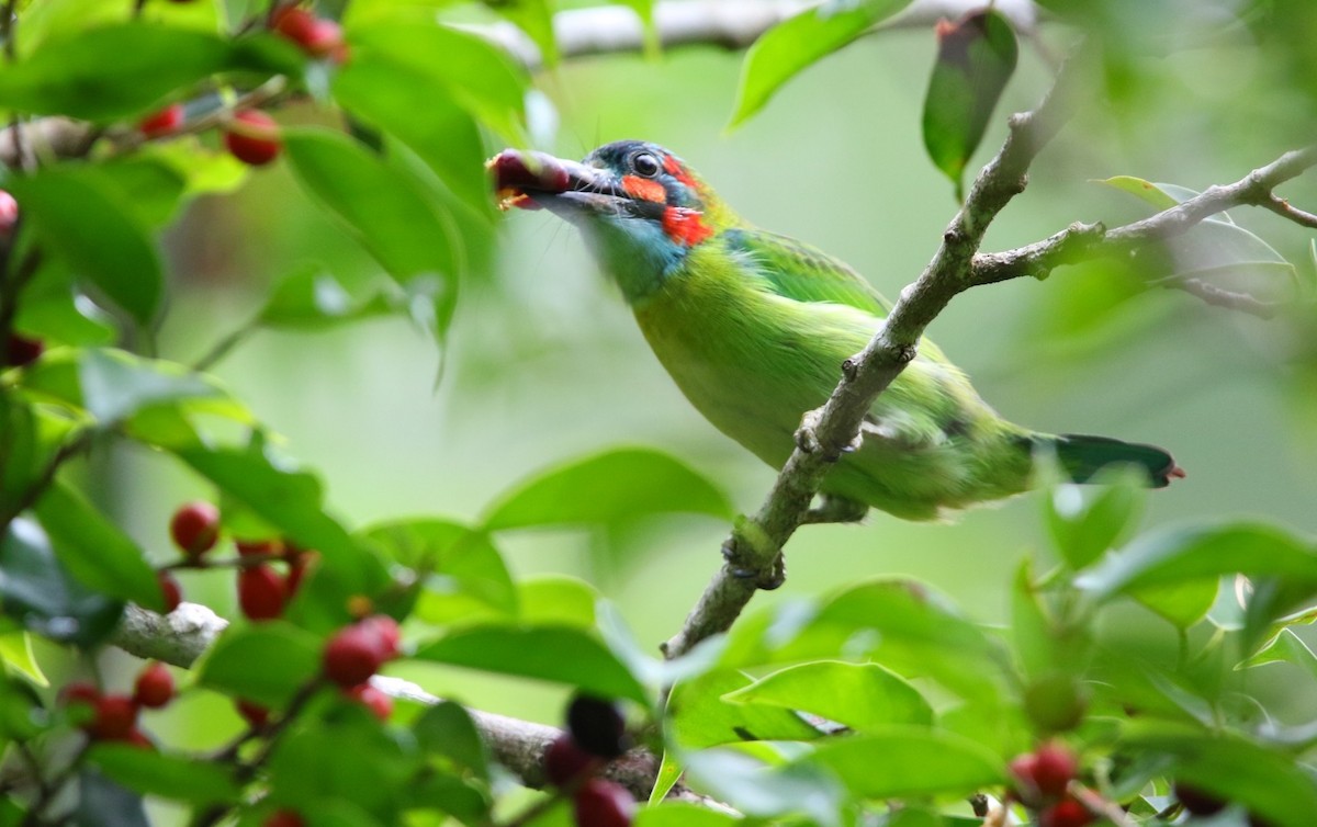 Blue-eared Barbet - ML641430660