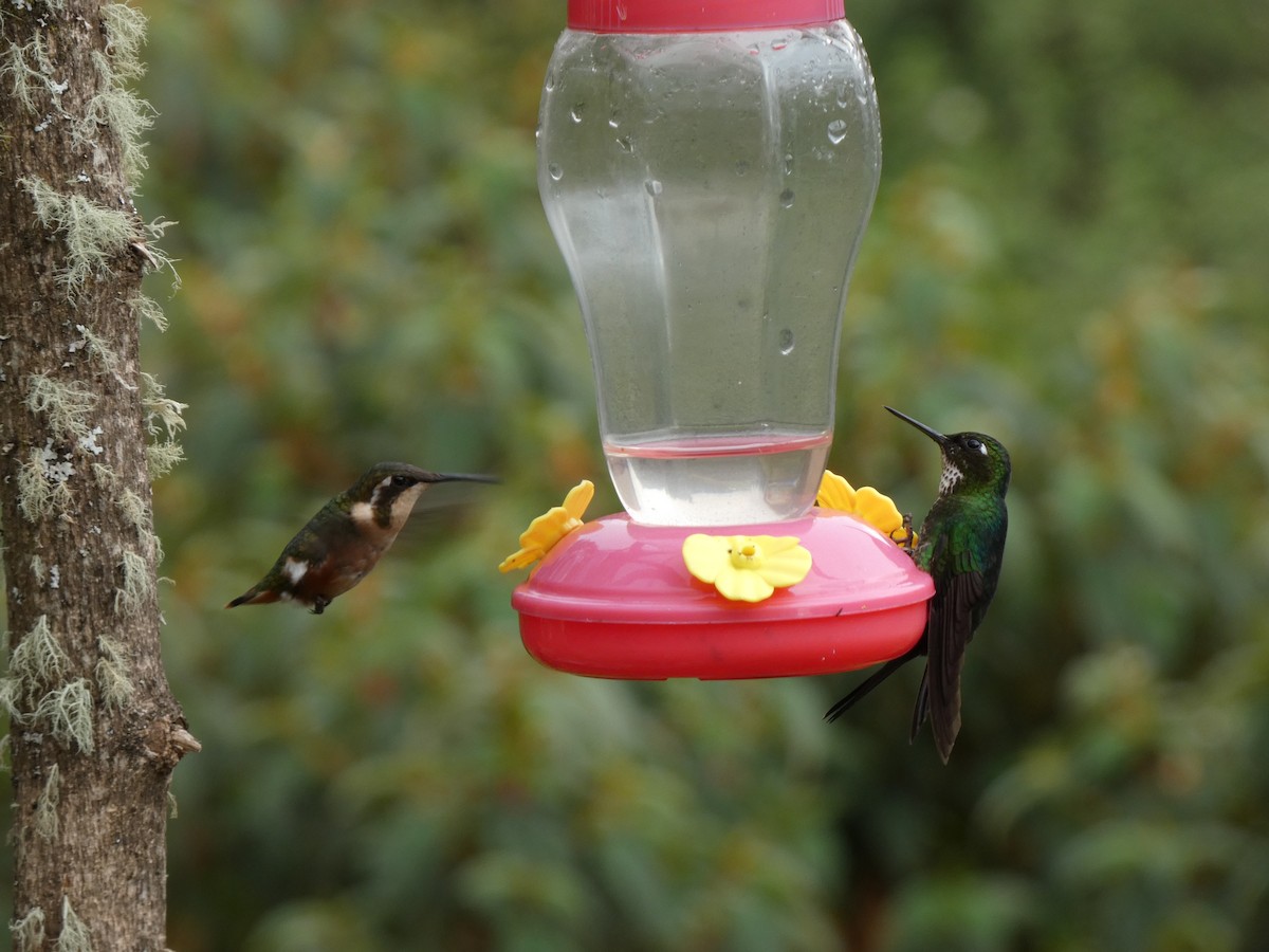 White-bellied Woodstar - ML641430681