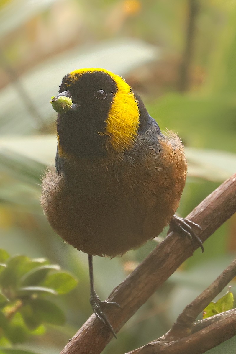 Golden-collared Tanager - ML641430684
