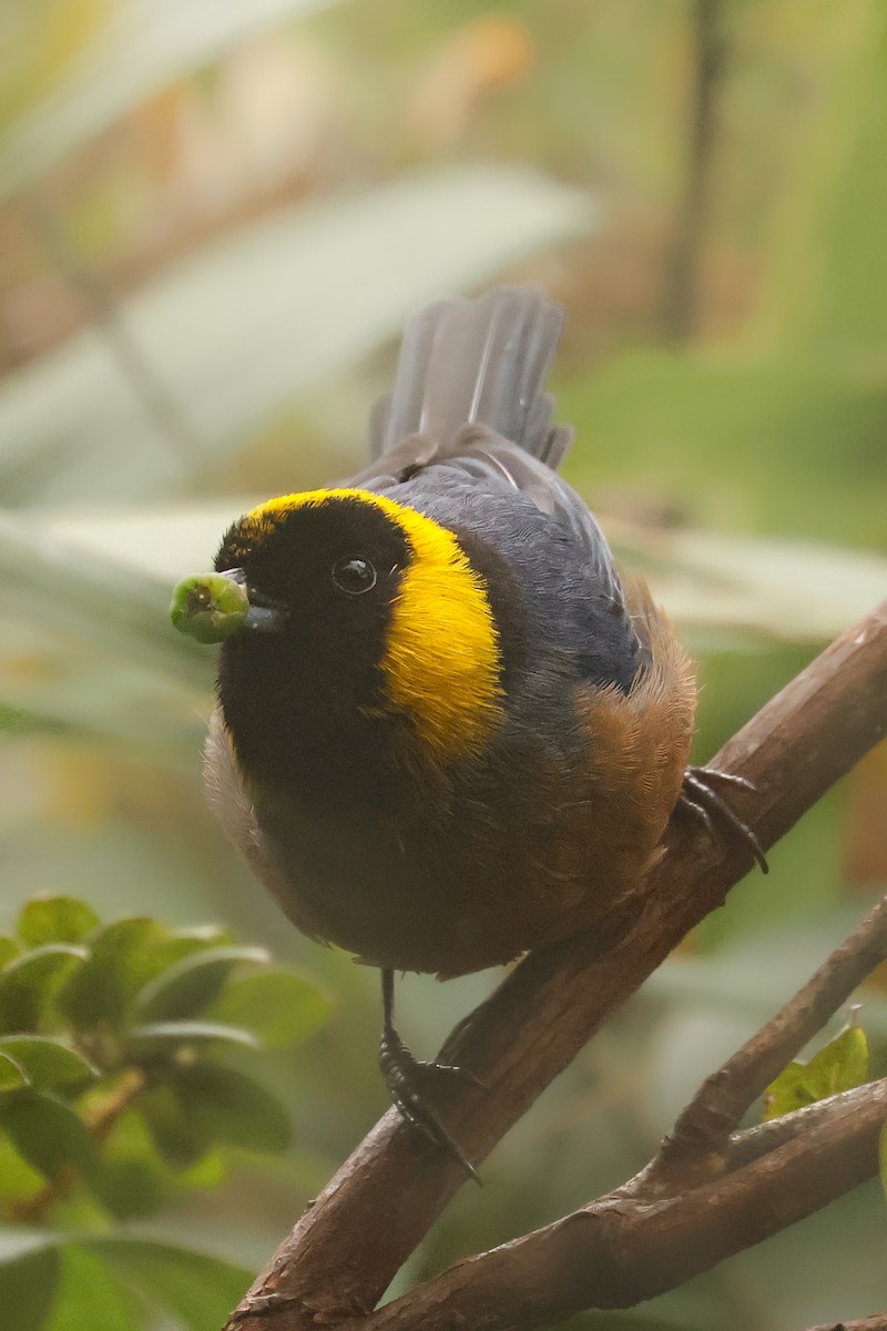 Golden-collared Tanager - ML641430685