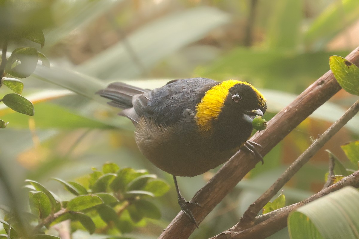 Golden-collared Tanager - ML641430686