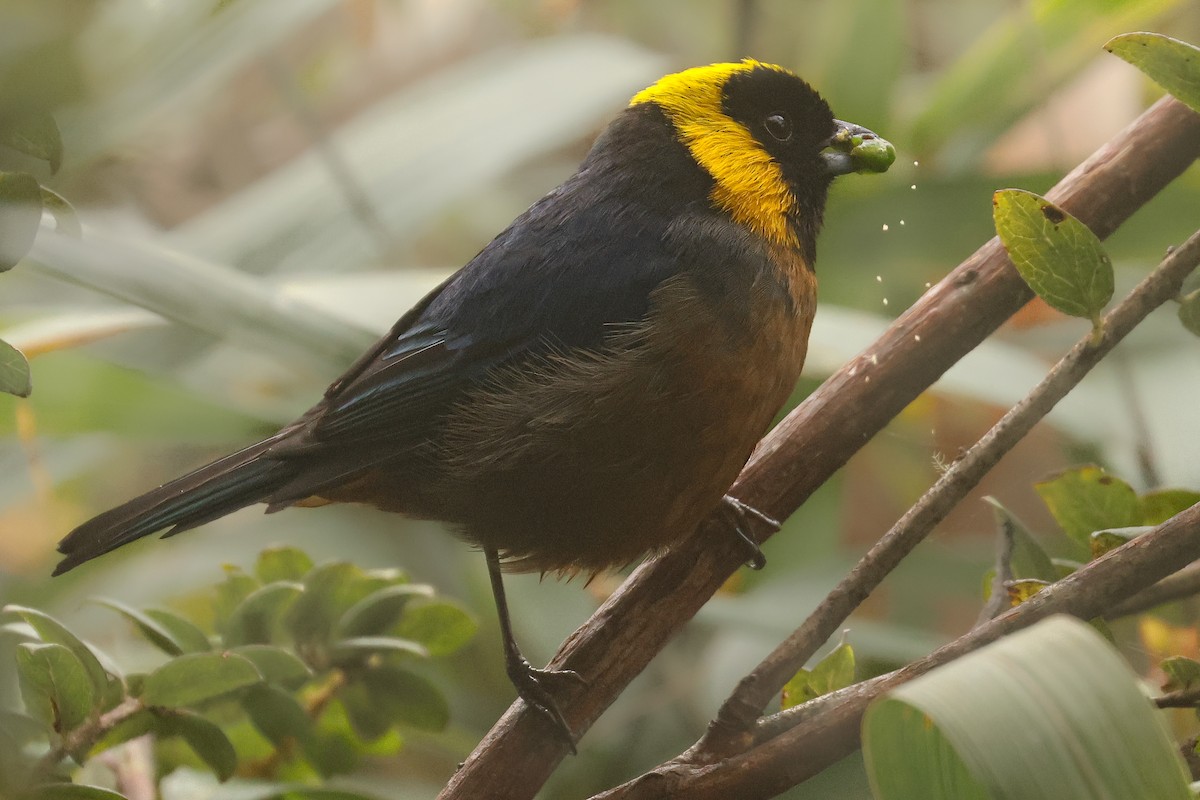 Golden-collared Tanager - ML641430688