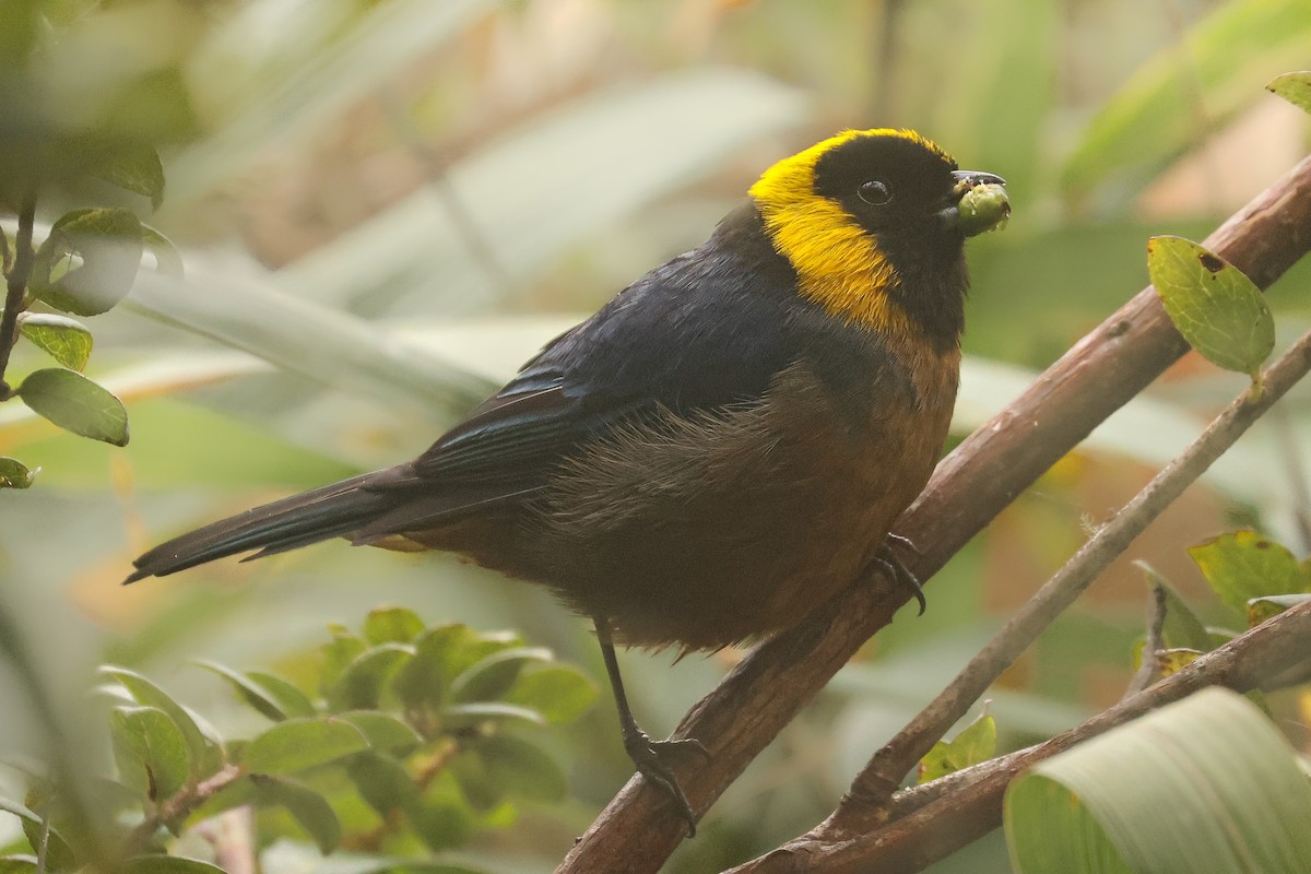 Golden-collared Tanager - ML641430689