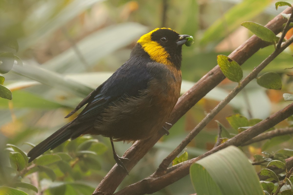 Golden-collared Tanager - ML641430690