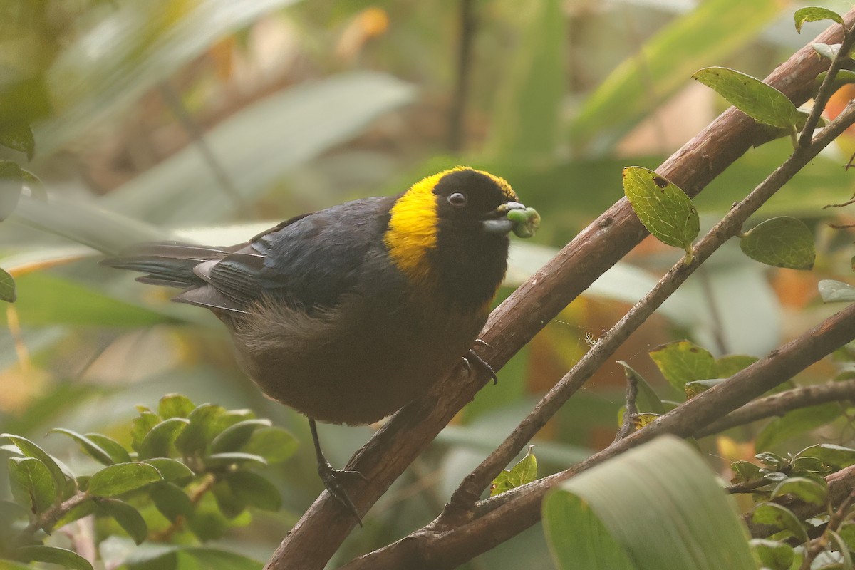 Golden-collared Tanager - ML641430691
