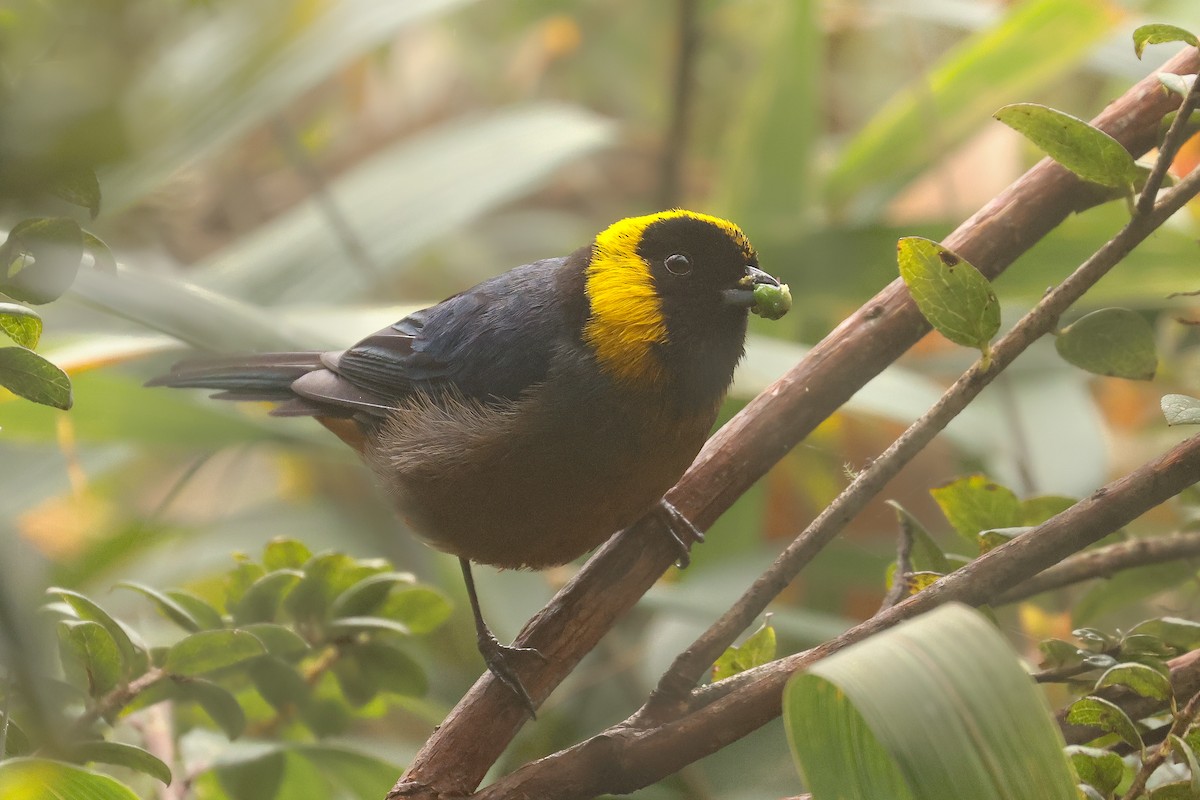 Golden-collared Tanager - ML641430692