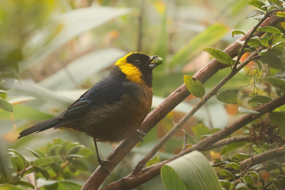 Golden-collared Tanager - ML641430693