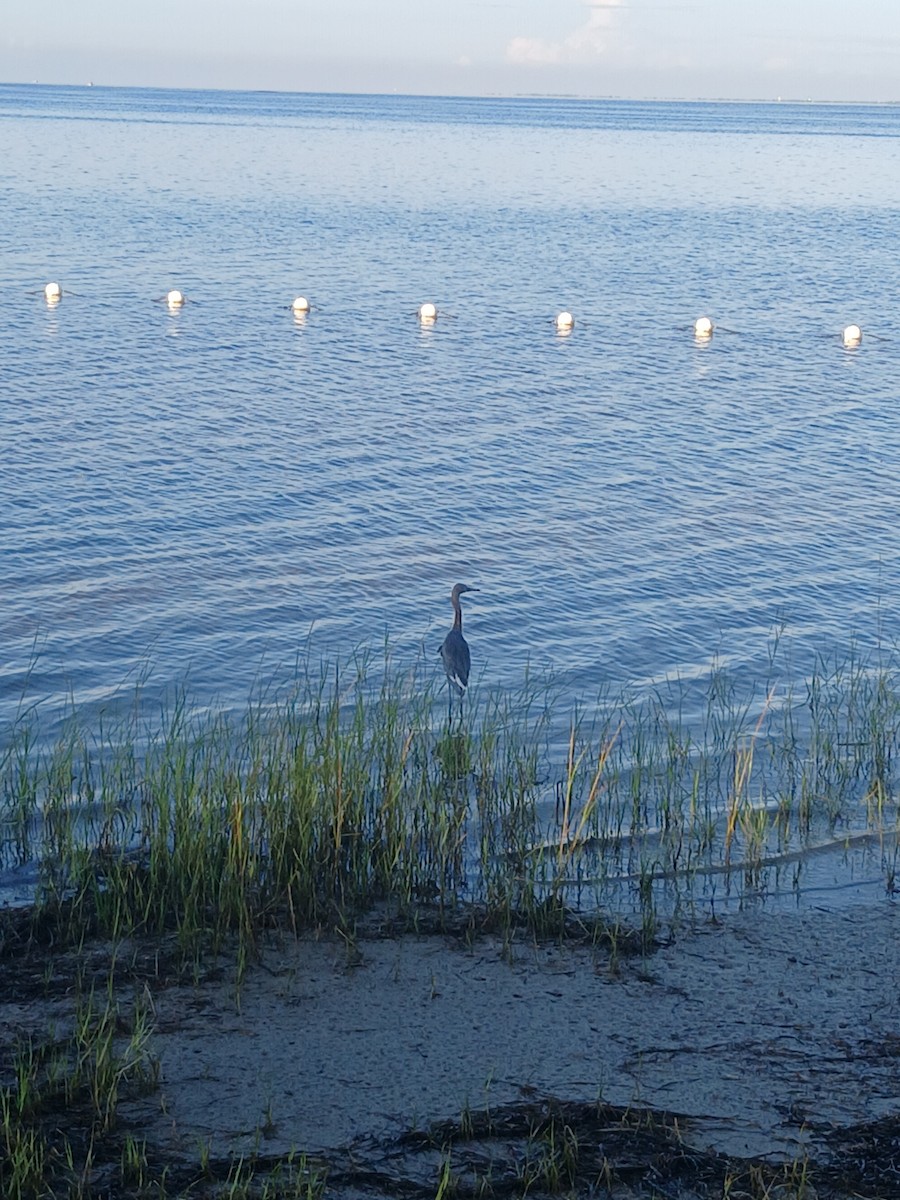 Reddish Egret - ML641430696