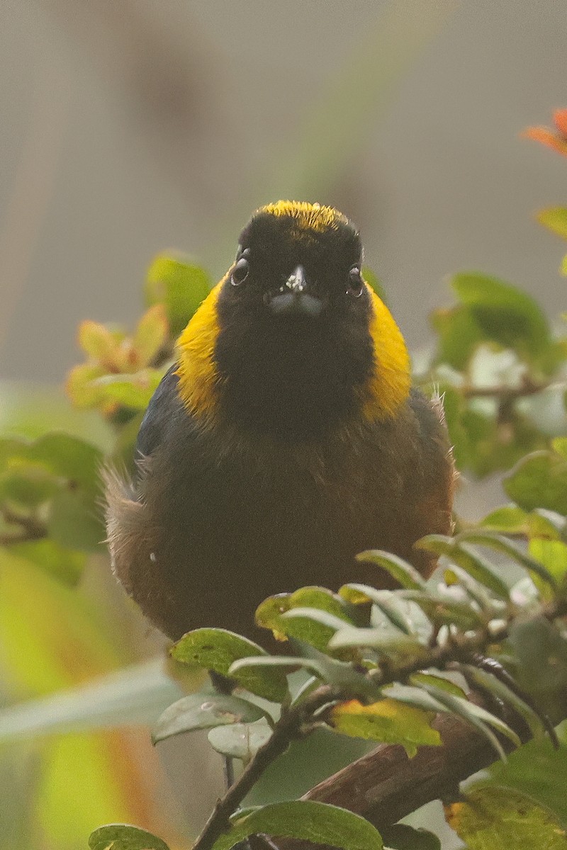 Golden-collared Tanager - ML641430697