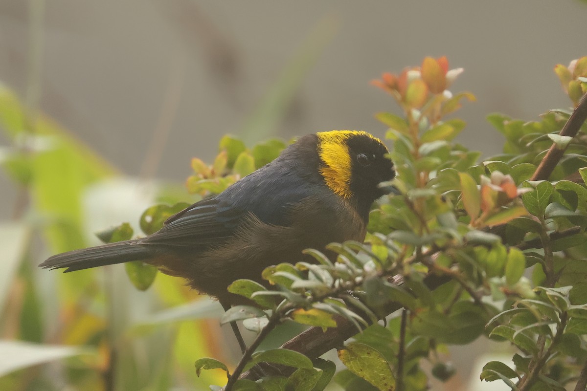 Golden-collared Tanager - ML641430698