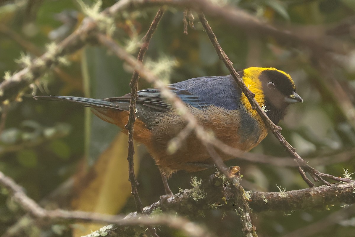 Golden-collared Tanager - ML641430699