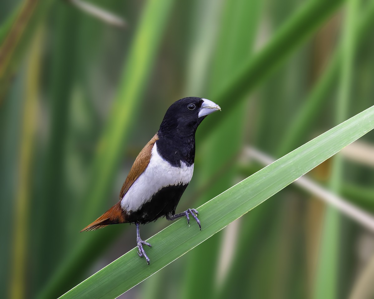 Tricolored Munia - ML641430702