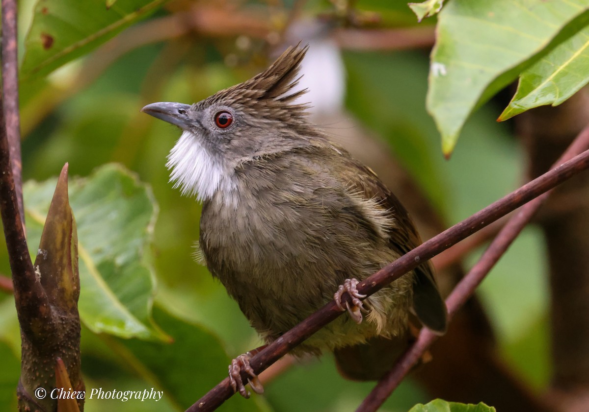 Penan Bulbul - ML641430703