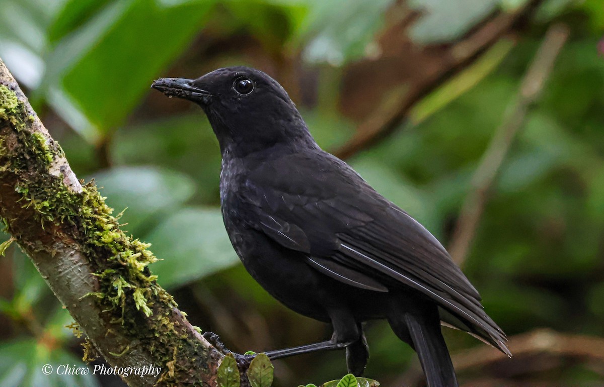 Bornean Whistling-Thrush - ML641430712