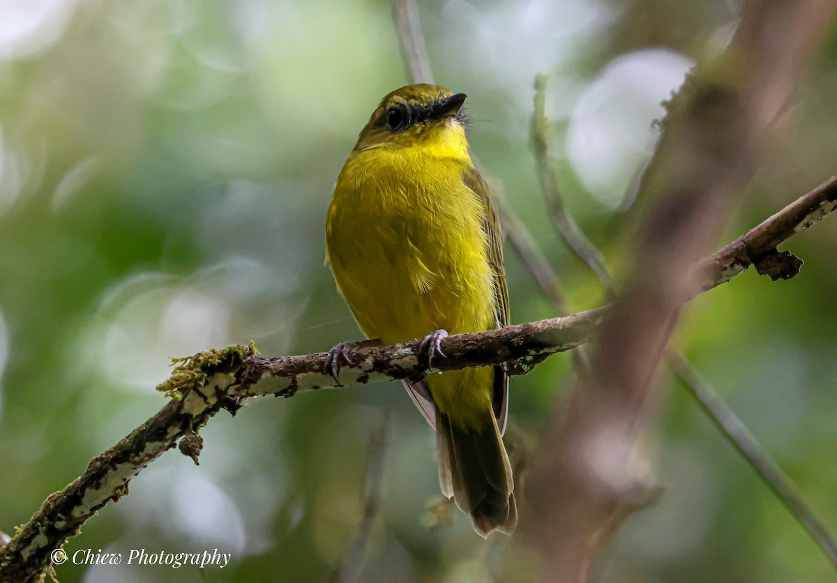 Bornean Whistler - ML641430718