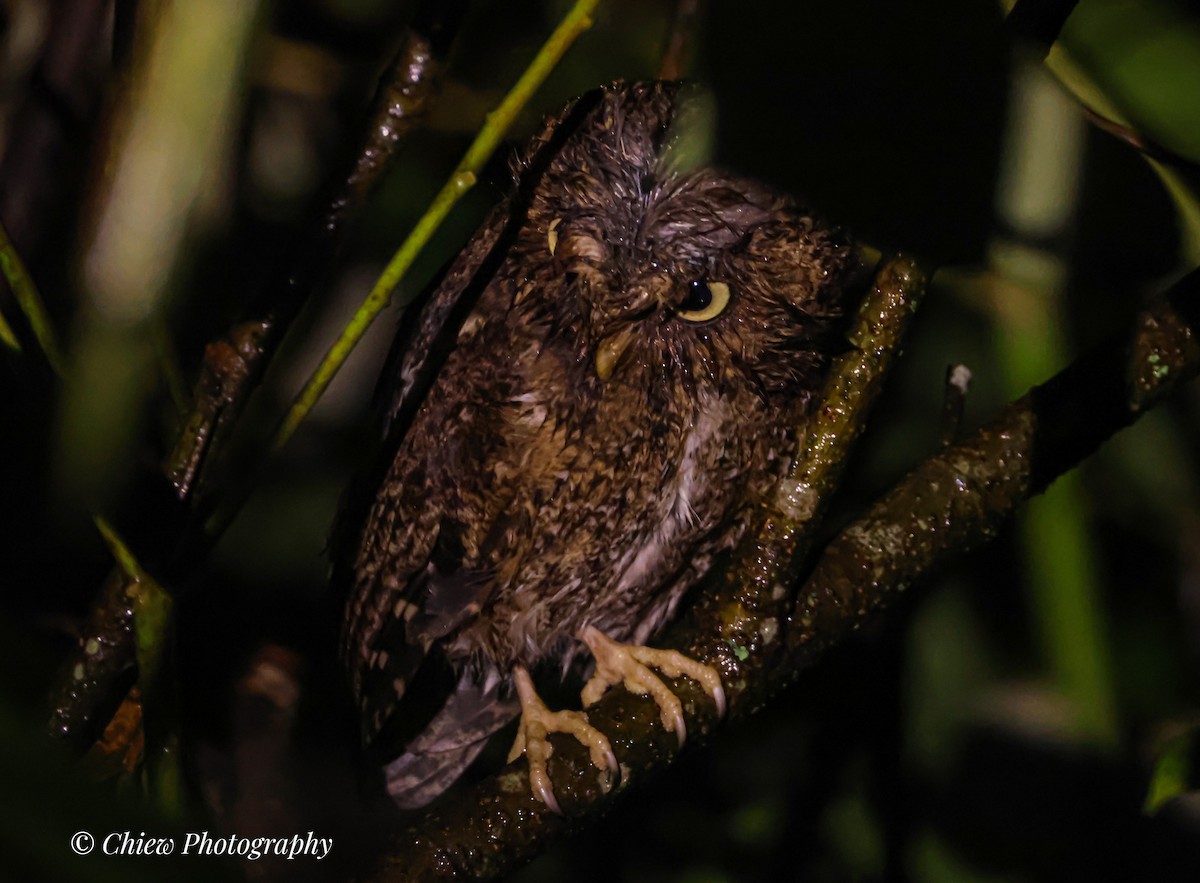 Mountain Scops-Owl - ML641430735