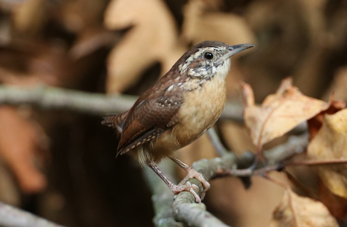 Carolina Wren - ML641430748