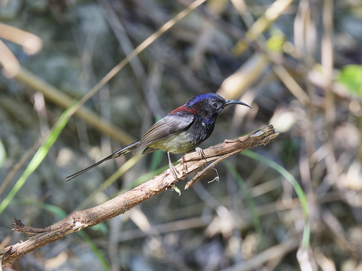 Black-throated Sunbird - ML641430749