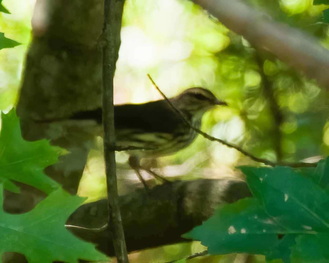 Northern Waterthrush - ML641430758