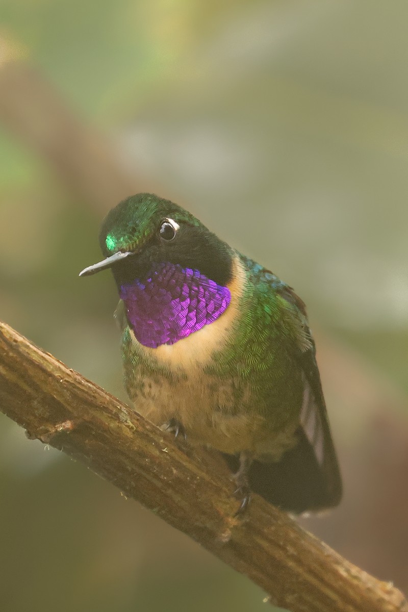 Amethyst-throated Sunangel - ML641430760