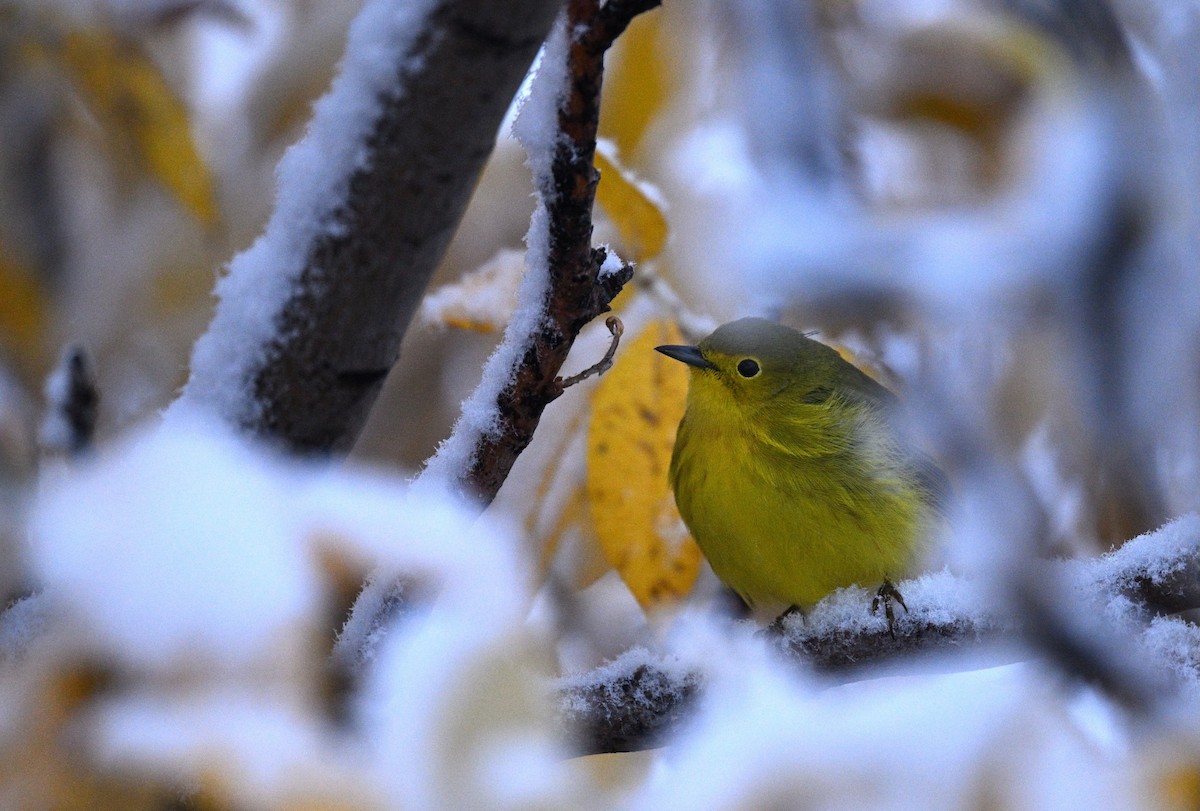 Northern Yellow Warbler - ML641430794