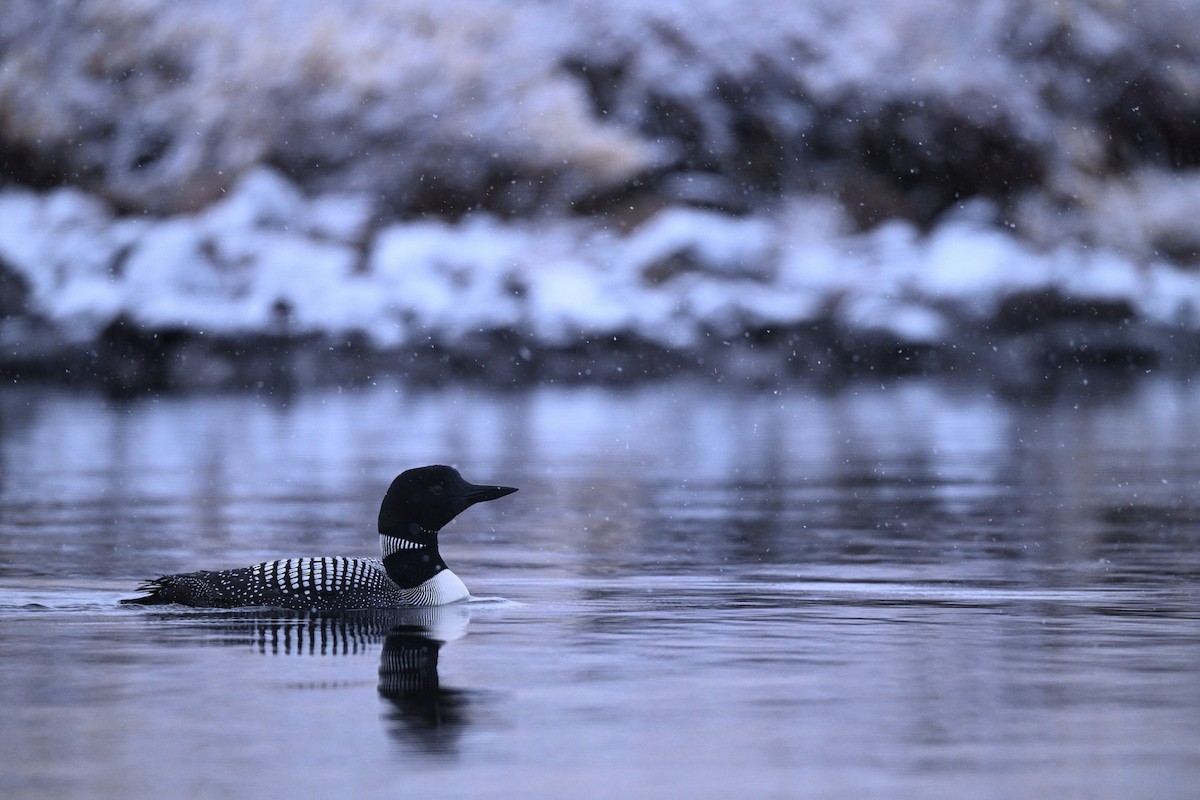 Common Loon - ML641430800
